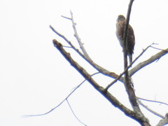 Accipiter virgatus