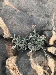 Asteraceae