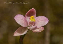 Thelymitra carnea
