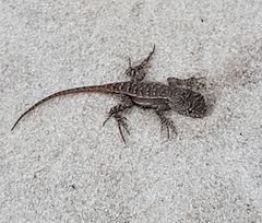 Sceloporus woodi