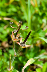 Geranium nepalense thunbergii