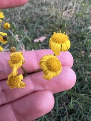 Senecio madagascariensis