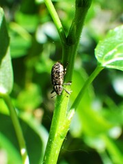Dorytomus parvicollis