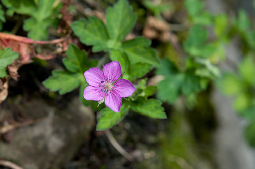 Geranium nepalense · iNaturalist Mexico