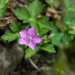 Geranium nepalense - Photo (c) Cheng-Tao Lin,  זכויות יוצרים חלקיות (CC BY), הועלה על ידי Cheng-Tao Lin
