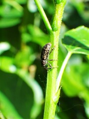 Dorytomus parvicollis