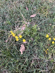 Senecio madagascariensis