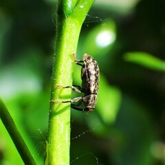 Dorytomus parvicollis