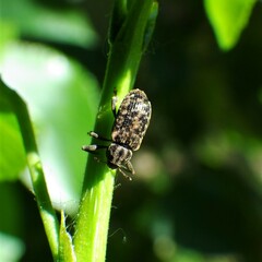 Dorytomus parvicollis