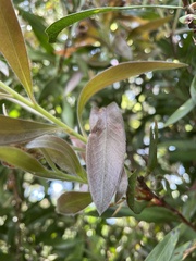 Austropuccinia psidii