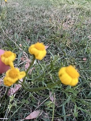 Senecio madagascariensis