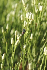 Chrysomya rufifacies