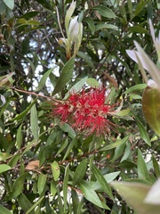 Austropuccinia psidii