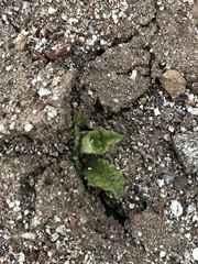 Eriodictyon crassifolium