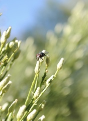 Chrysomya rufifacies