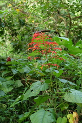 Clerodendrum japonicum