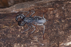 Mastigoproctus proscorpio