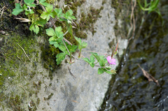 Geranium nepalense thunbergii
