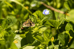 Taractrocera papyria