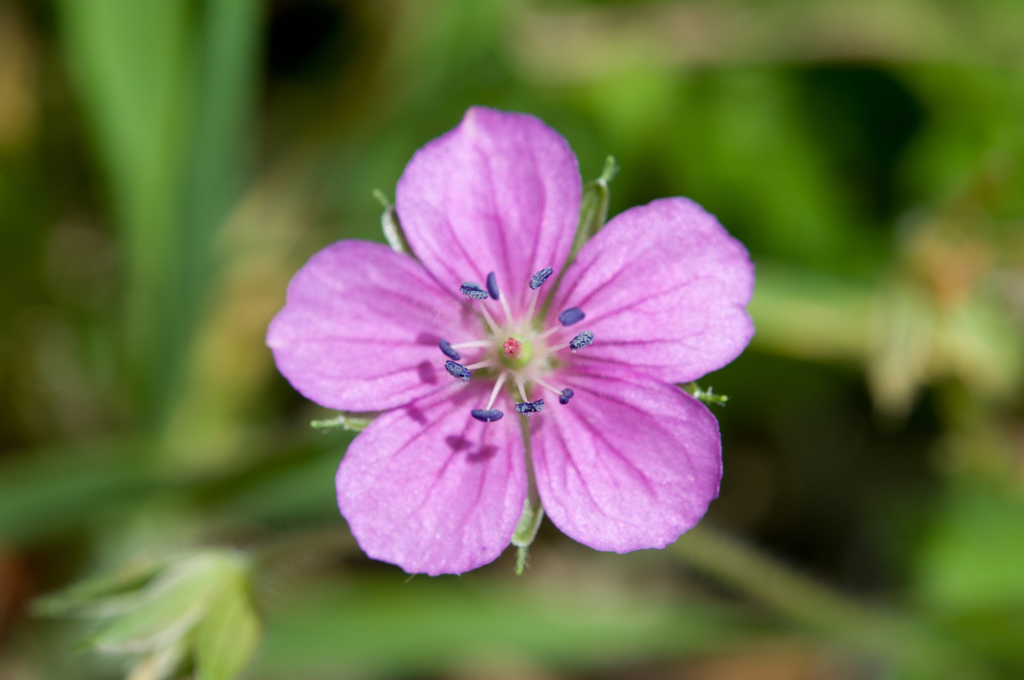 Geranium thunbergii