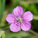 Thunberg's Geranium - Photo (c) Cheng-Tao Lin, some rights reserved (CC BY), uploaded by Cheng-Tao Lin