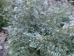 Coursetia glandulosa