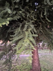 Araucaria cunninghamii