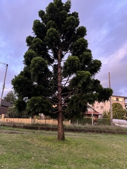 Araucaria cunninghamii