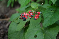 Clerodendrum japonicum
