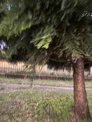 Araucaria cunninghamii