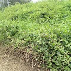 Cryptocarpus pyriformis