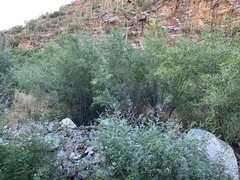 Coursetia glandulosa