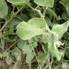 Cryptocarpus pyriformis