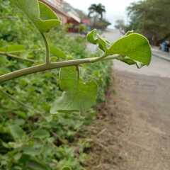 Cryptocarpus pyriformis