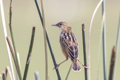 Cisticola cinnamomeus