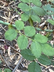 Rosa californica