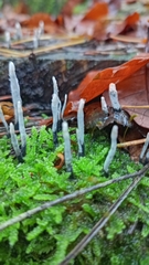 Xylaria