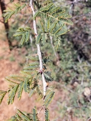 Mimosa aculeaticarpa biuncifera