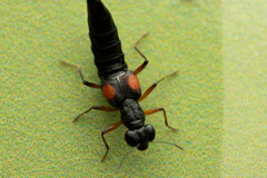 Staphylinidae
