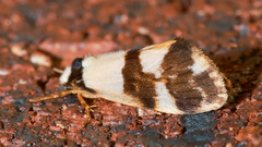 Philenora aspectalella