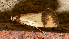 Olbonoma disticta