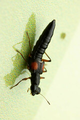 Staphylinidae
