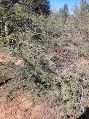 Mimosa aculeaticarpa biuncifera