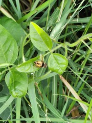 Palpada pusilla
