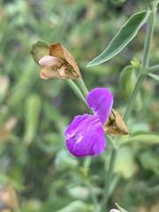 Dicliptera resupinata