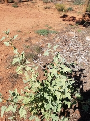Sphaeralcea incana
