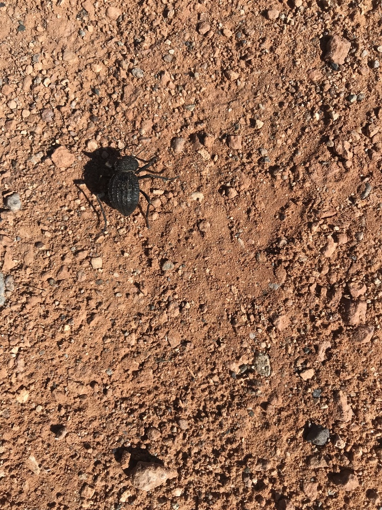 Sordid Darkling Beetle from Old Airport Rd, Moab, UT, US on October 21
