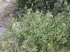 Dicliptera resupinata