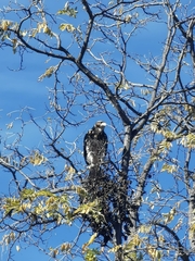 Parabuteo unicinctus unicinctus