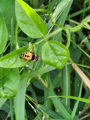 Palpada pusilla